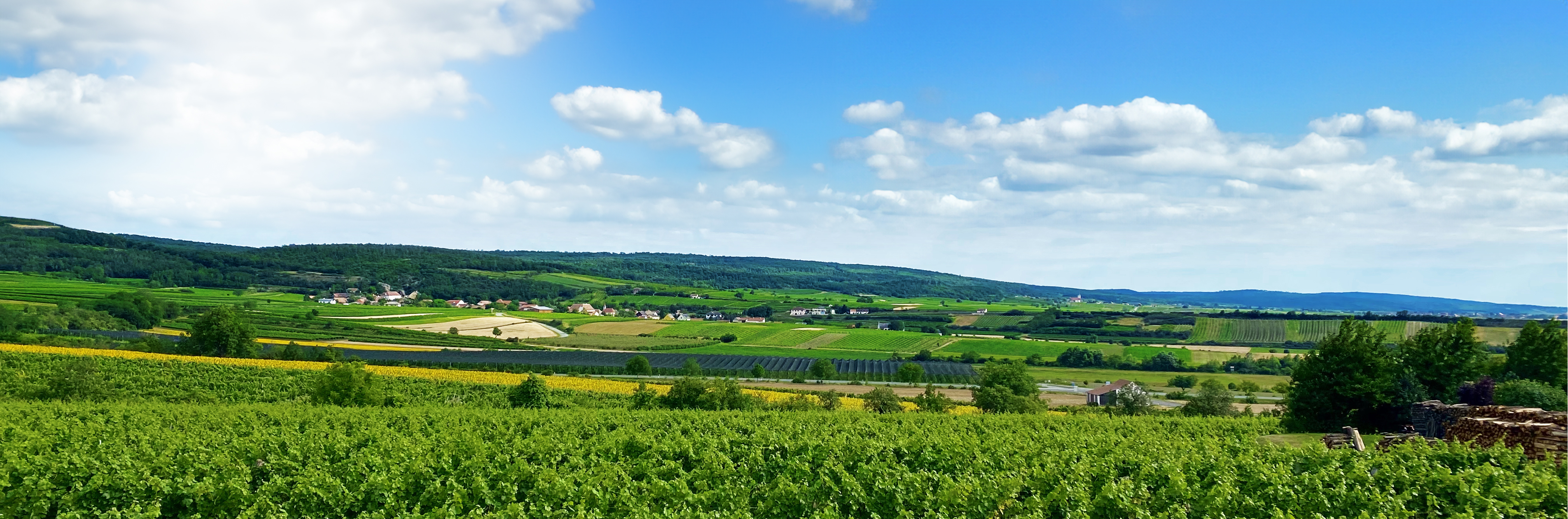 Foto mit Ausblick über die Weinberge von Pulkau